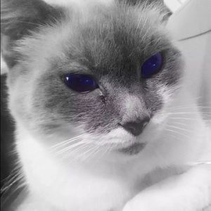 Meet your Posher, Cassidy